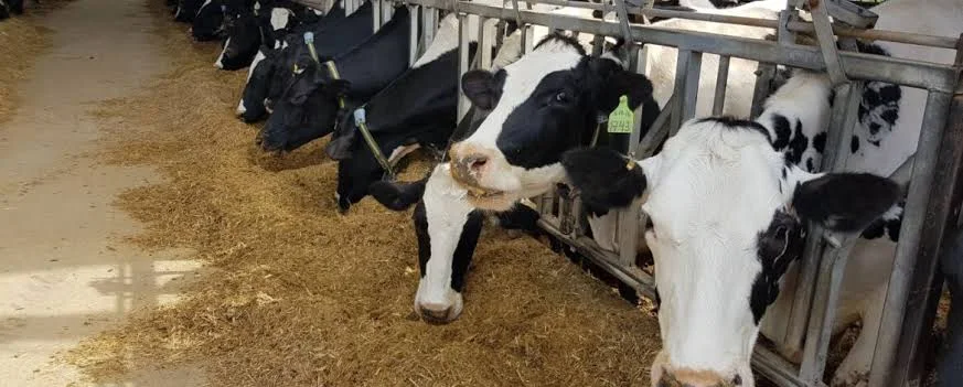 cows